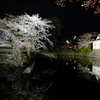 小田原城_夜桜