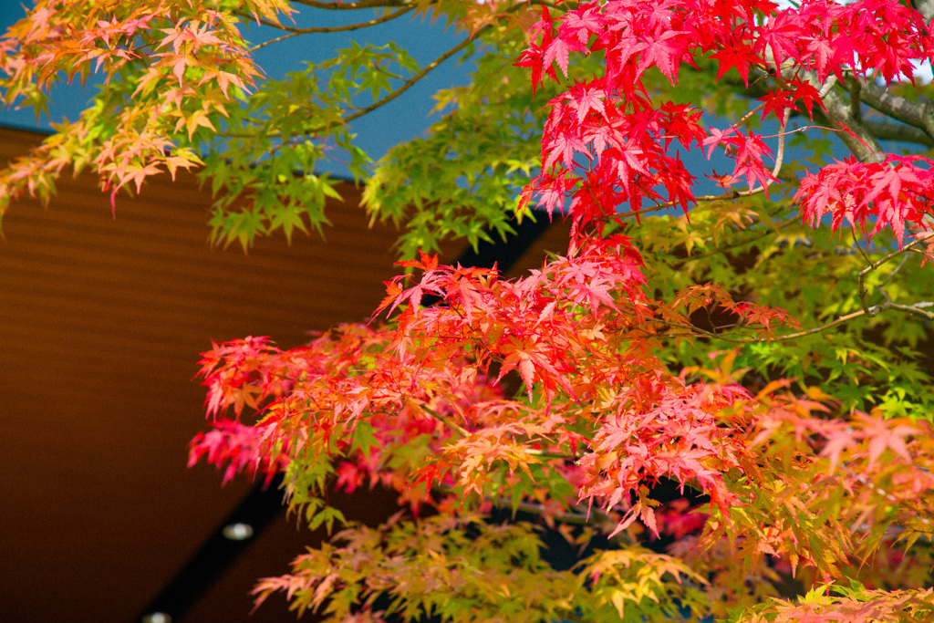 2025紅葉_御殿場