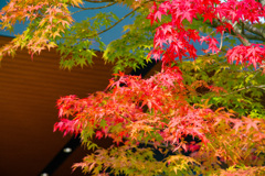 2025紅葉_御殿場