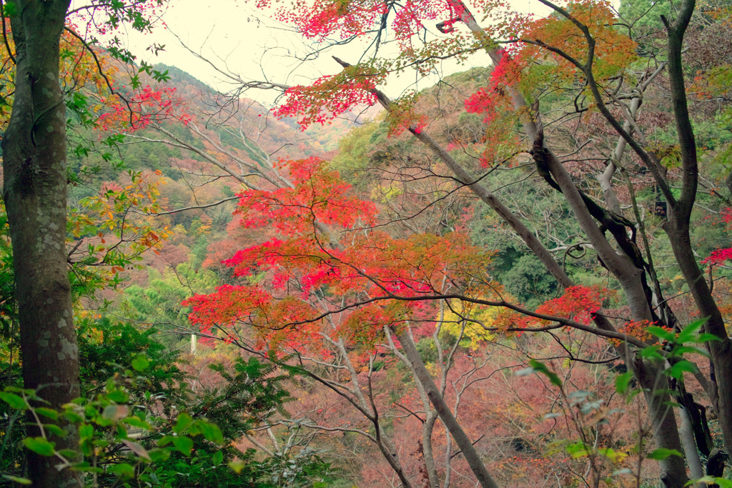 2018箱根紅葉_塔ノ沢