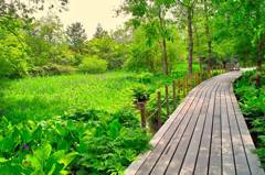 箱根湿性花園