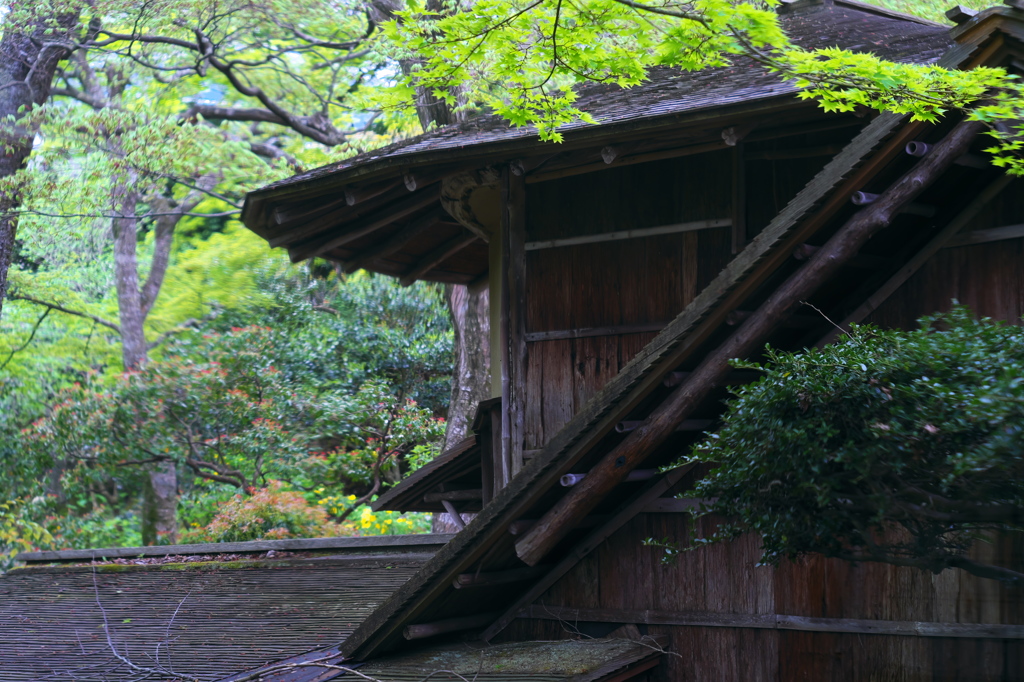 強羅公園_白雲洞