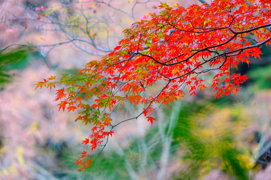 2018箱根紅葉_塔ノ沢