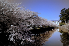 小田原城址_桜宴Ⅱ