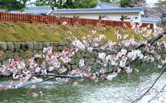 flower viewing cherry tree