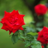 ROSSO！