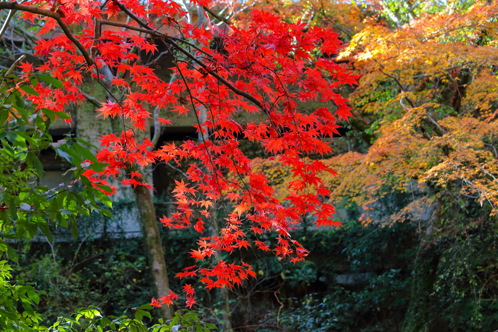 2025_湯河原_万葉公園_紅葉ver2_5