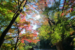 energy flow_2