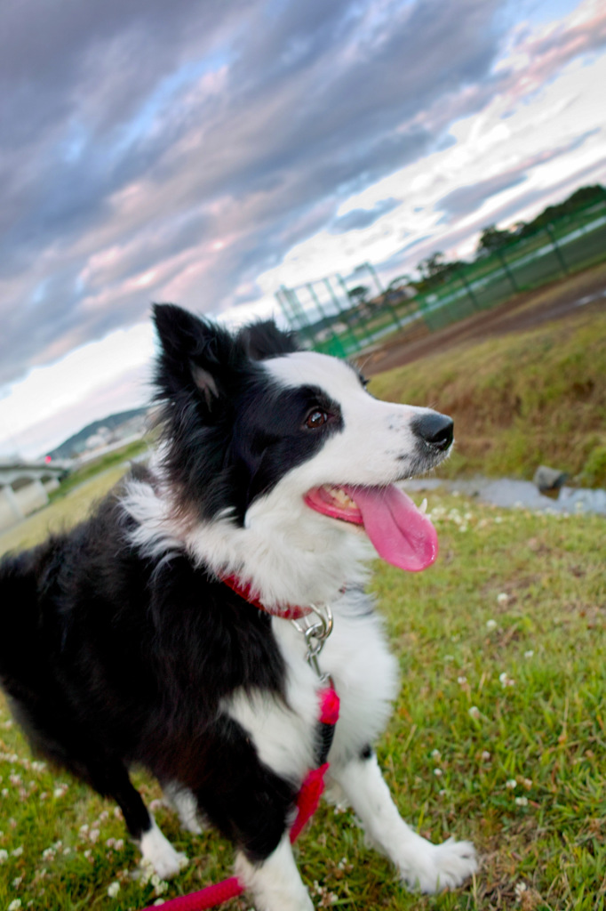 愛犬散歩中