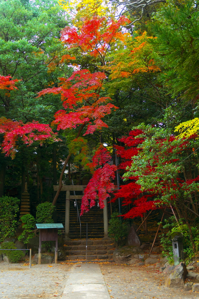 秋葉山