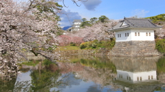 小田原城の桜_９