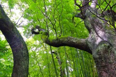 TEST_EF24mm-105  4L_5