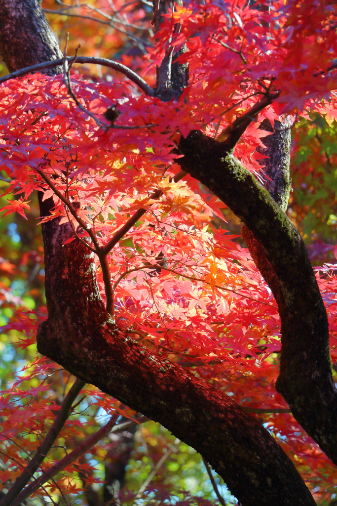 2024 hakoneitabashi1201_8