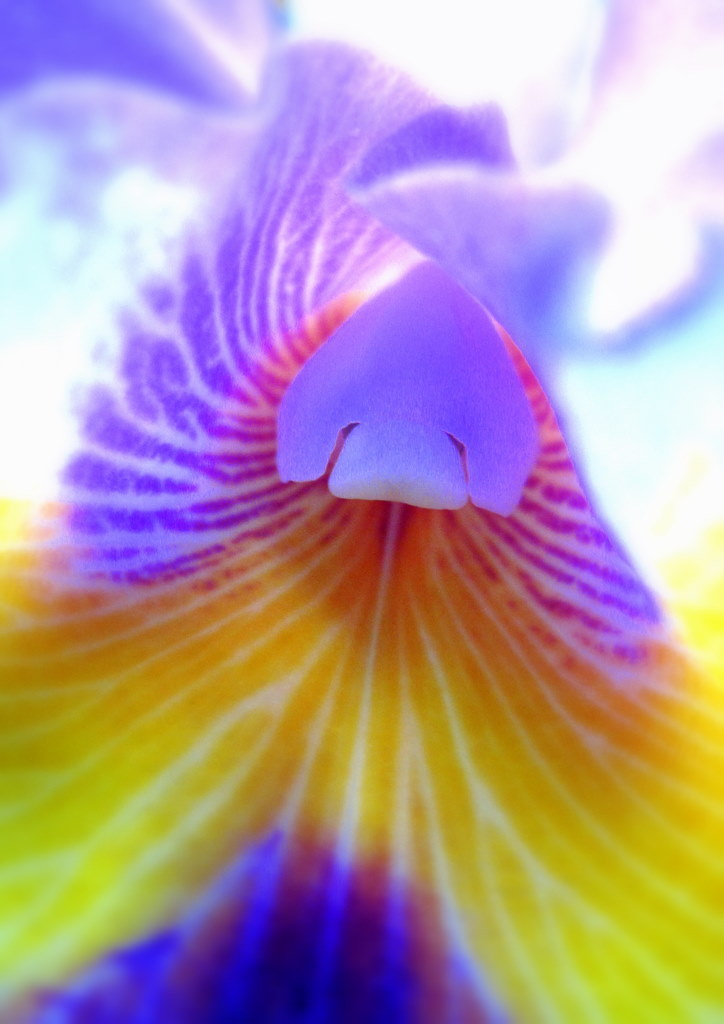 The eroticism of the flowerⅡ