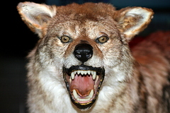 A stuffed animal (A Japanese wolf)