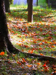 Summer get dark, and to go