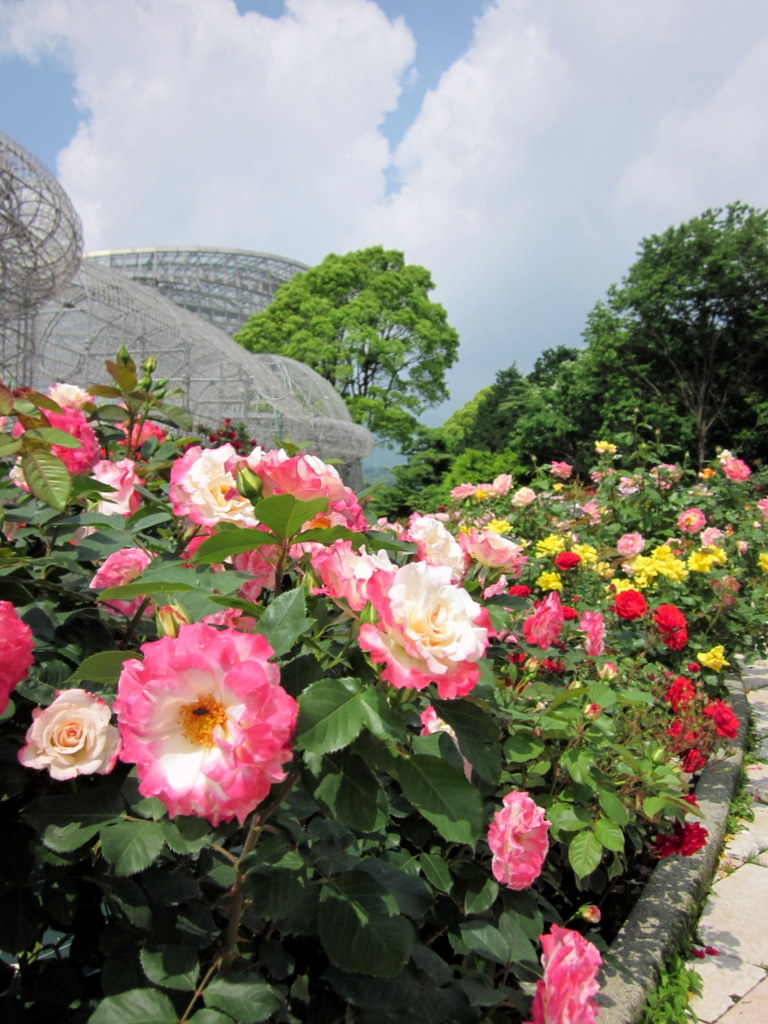 ROSE4