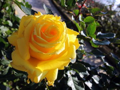 A test photography for G11 subject rose