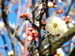 A test photography for G11 subject plum