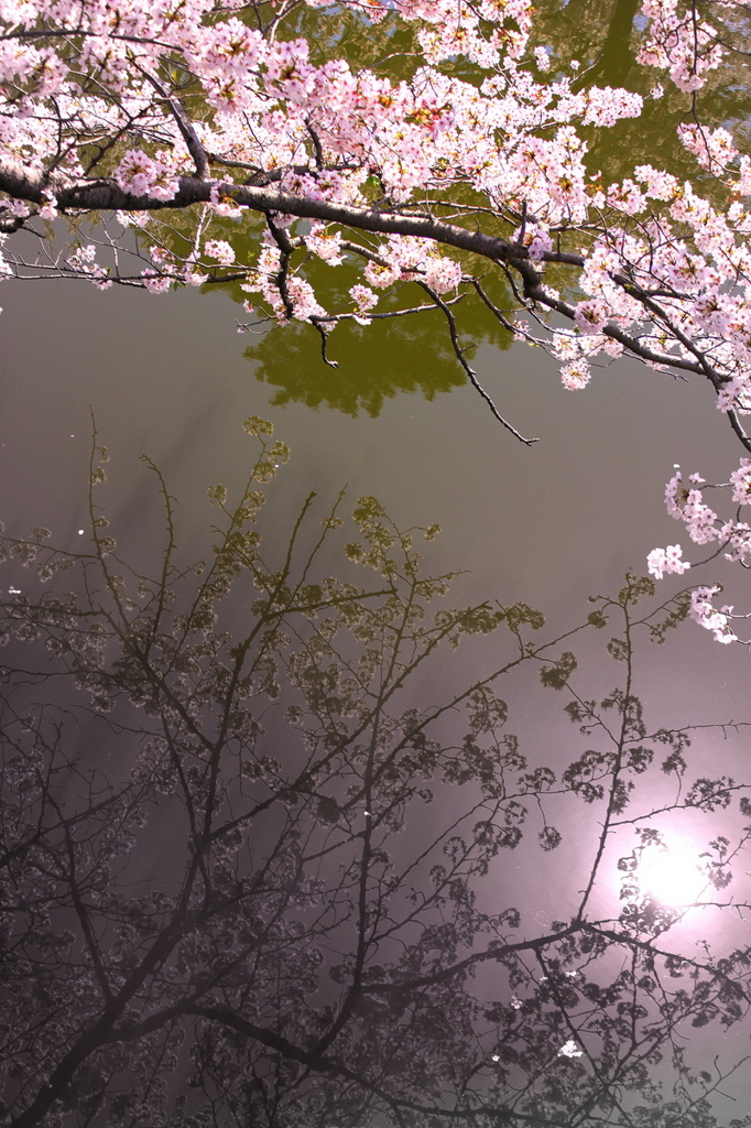 小田原城址＿桜宴＿Ⅲ