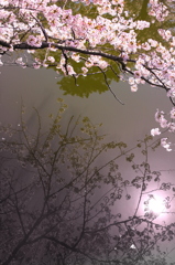 小田原城址_桜宴_Ⅲ