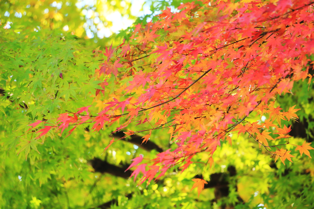 2024 hakoneitabashi1201_7