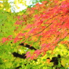 2024 hakoneitabashi1201_7