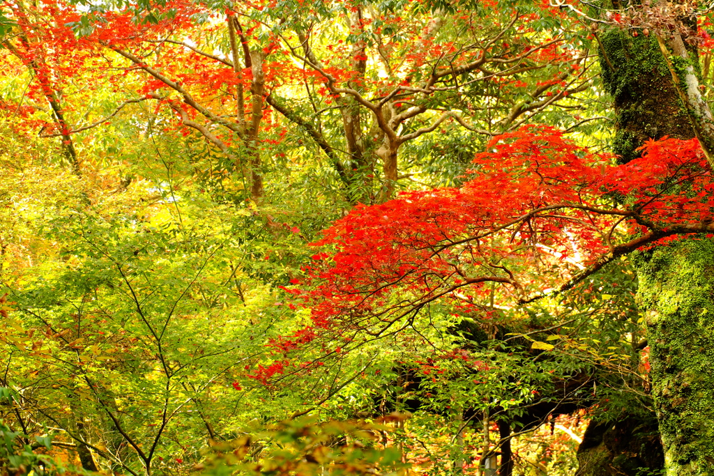 湯河原 万葉公園 2016