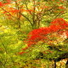 湯河原 万葉公園 2016