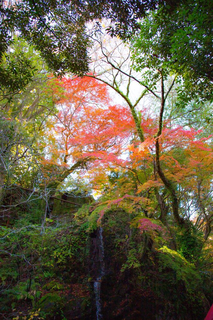 2025_湯河原_万葉公園_紅葉ver2_2