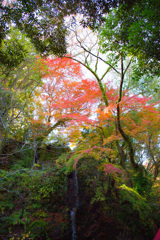 2025_湯河原_万葉公園_紅葉ver2_2