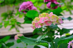 TEST_EF24mm-105  4L_10