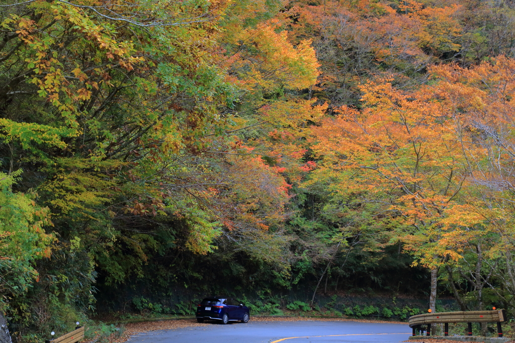 2025/11/12_箱根仙石原2_5