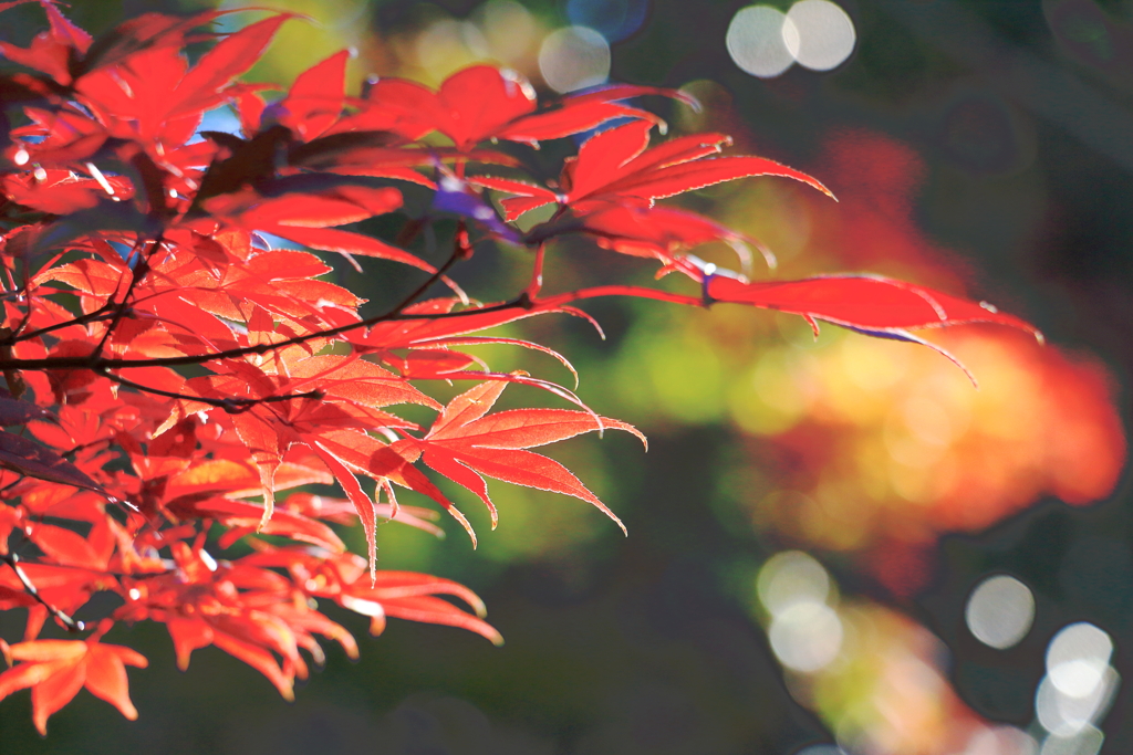 2024 hakoneitabashi1201_4