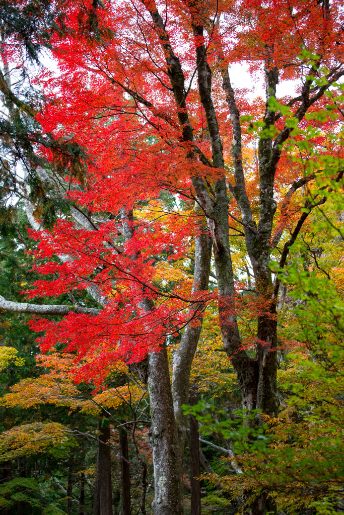 2025/11/12_仙石原の紅葉６