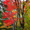 2025/11/12_仙石原の紅葉６