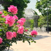 薔薇