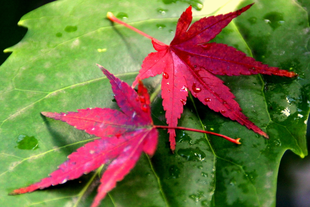 クリスマスカラー