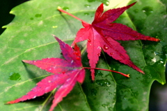 クリスマスカラー