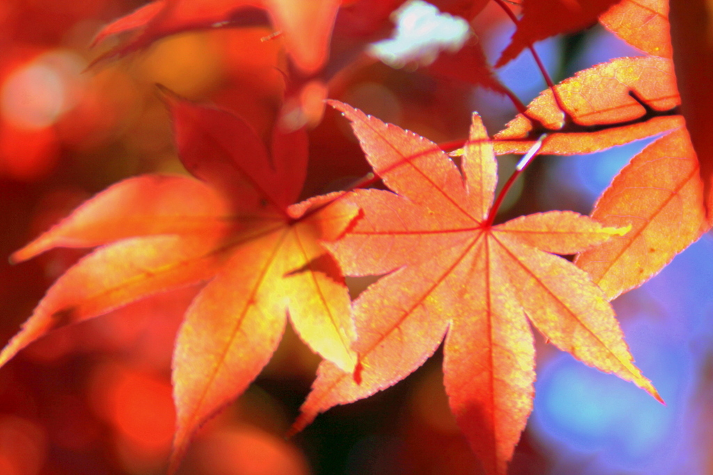 錦秋の箱根路２