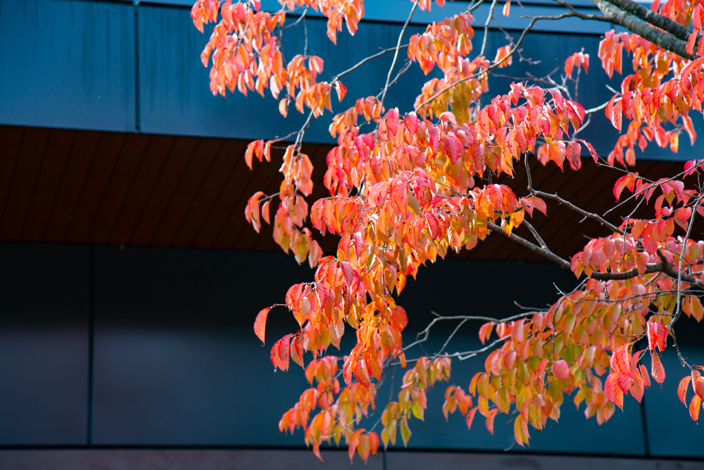 2025紅葉_御殿場2