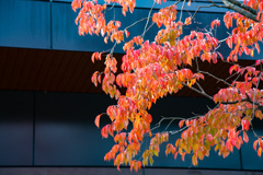 2025紅葉_御殿場2