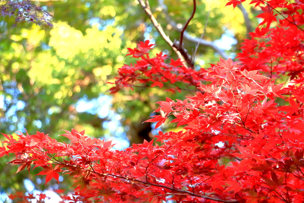 2024 hakoneitabashi1201_3