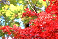2024 hakoneitabashi1201_3
