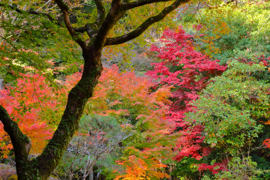2025_湯河原_万葉公園_紅葉ver2_6