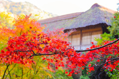 2025_湯河原_万葉公園9