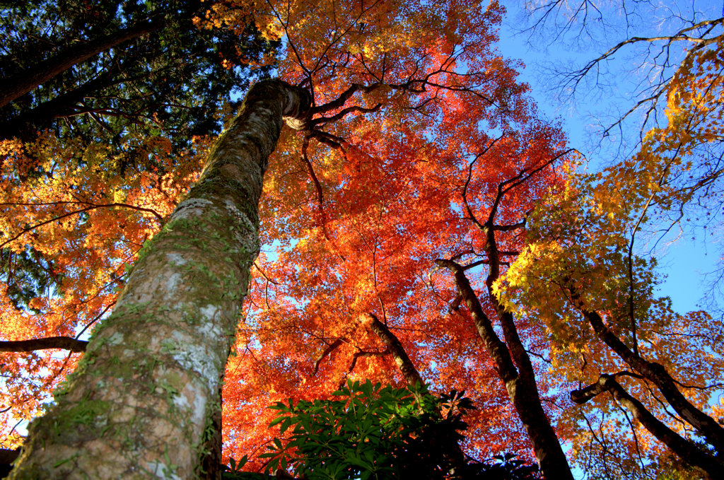 箱根_仙石原_長安寺_紅葉