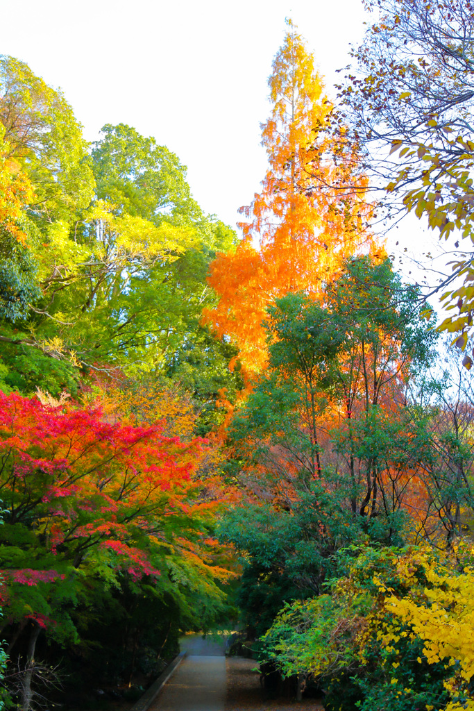 2025_湯河原_万葉公園4
