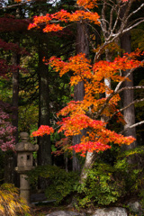 2025/11/12_仙石原の紅葉９