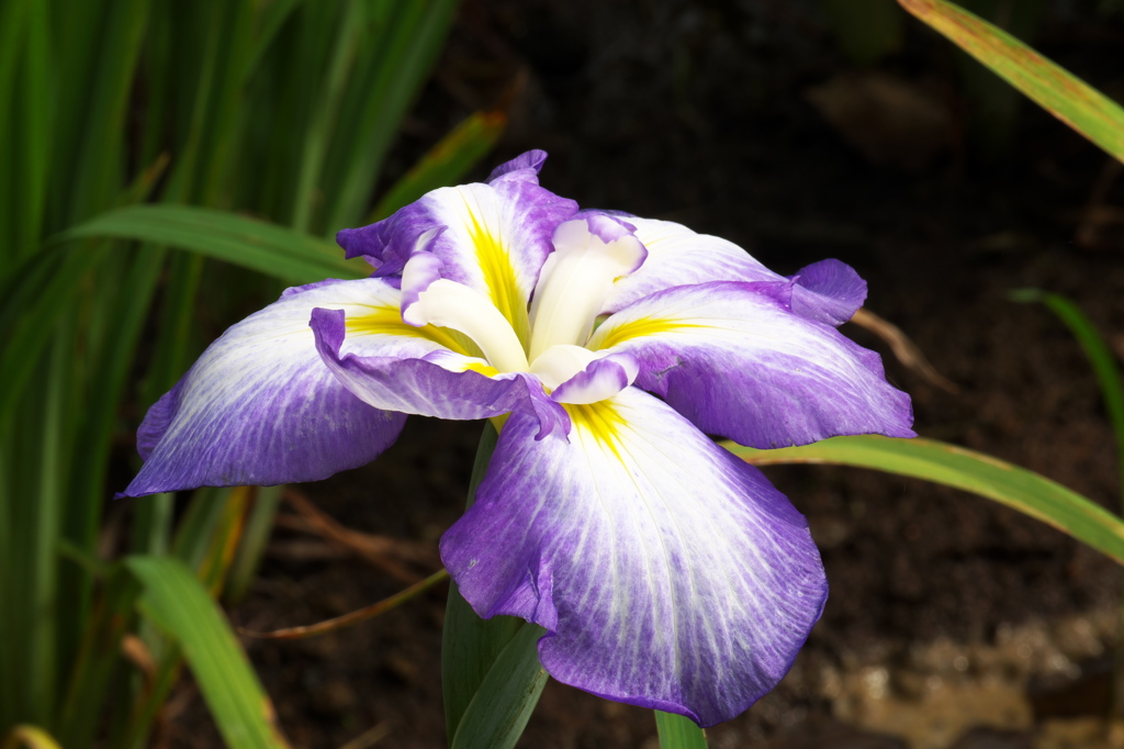 小田原城 あじさい花菖蒲まつり 2015